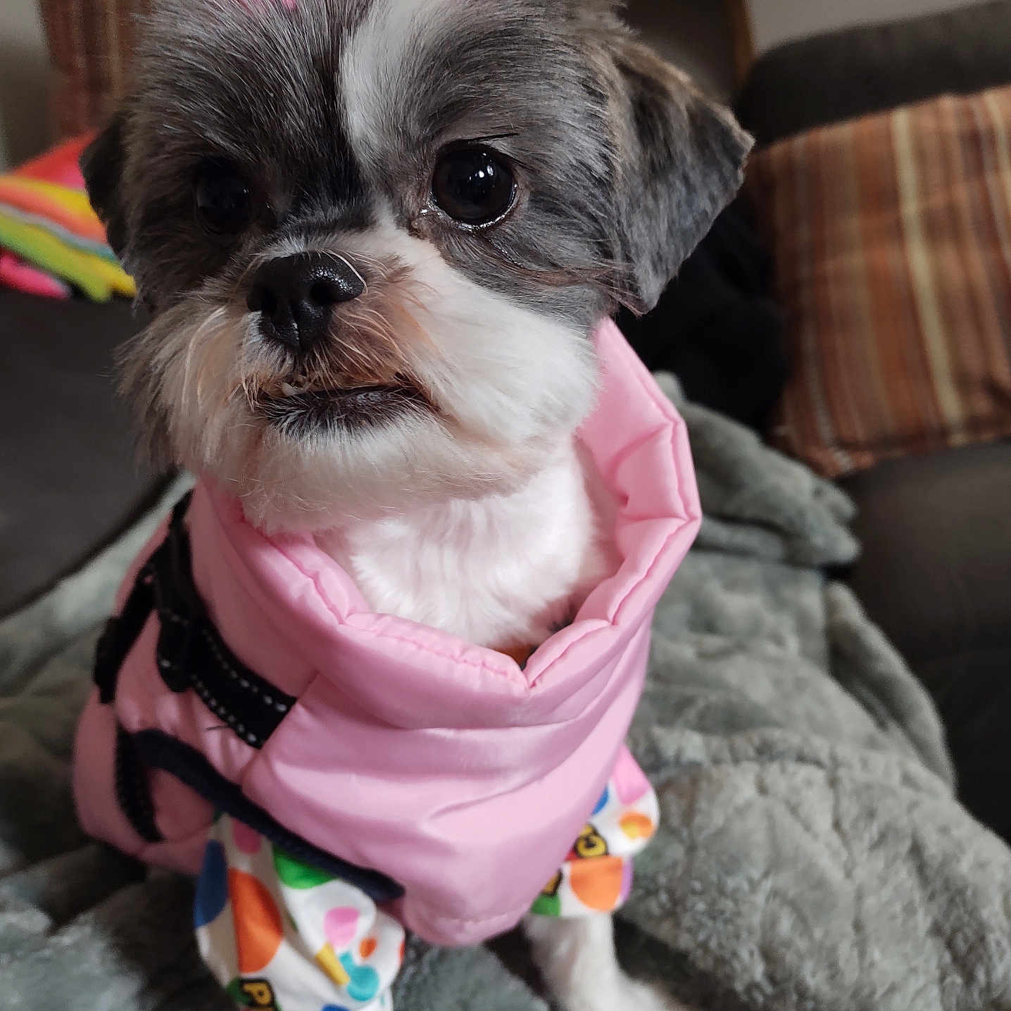 Zoey is registered to the contest to win money with this photo: affenpinscher, animal, canine, clothing, coat, cockerspaniel, couch, cushion, dog, furniture, homedecor, hoodie, indoors, knitwear, pet, puppy, sweater, sweatshirt, terrier, vest