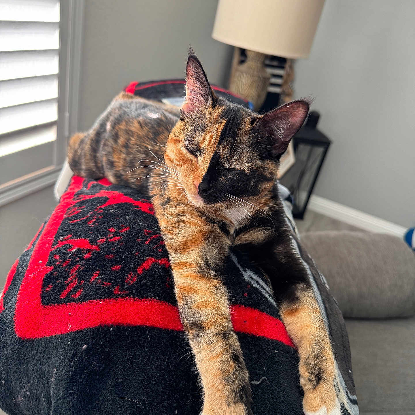 Gemini joined the competition — help win amazing prizes! black, blanket, cat, couch, cozy, domestic_animal, feline, fur, furniture, indoor, lamp, living_room, paw, pet, red, relaxed, sleeping, stretching, tortoiseshell, window_blinds