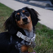 Gigi joined the competition — help win amazing prizes! animal, black, closeup, collar, curious, cute, dachshund, dog, domestic, ears, eyes, fur, grass, leash, mammal, outdoor, pet, portrait, sidewalk, tan