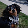 animal, black, closeup, collar, curious, cute, dachshund, dog, domestic, ears, eyes, fur, grass, leash, mammal, outdoor, pet, portrait, sidewalk, tan