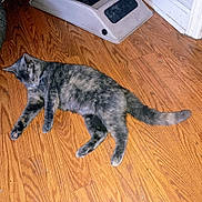 Callie is registered to the contest to win money with this photo: cat, sleeping, wooden_floor, pet_feeder, indoor, animal, feline, fur, relaxing, resting, domestic, paw, tail, quiet, cozy, home, peaceful, content, mammal, cute