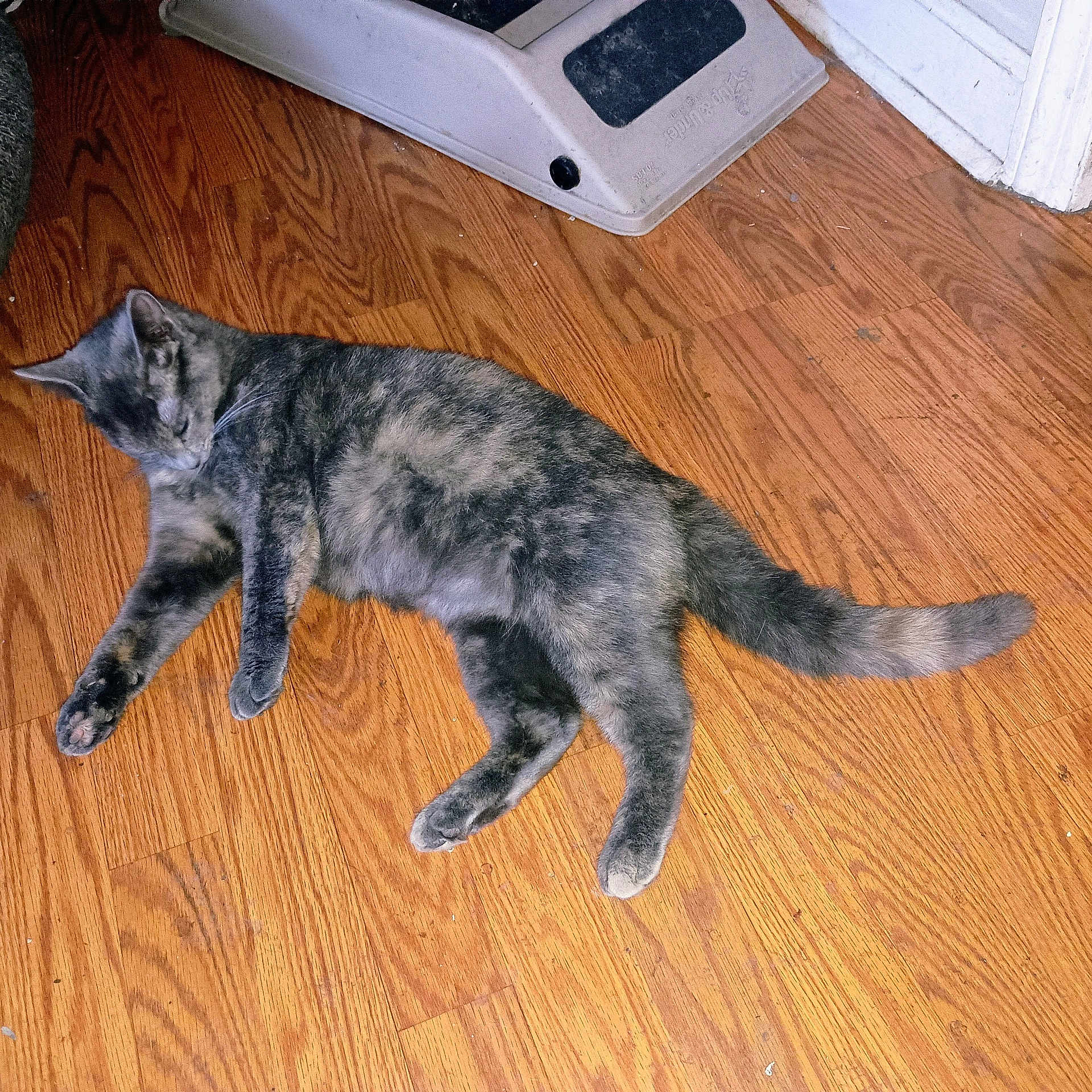 Callie is registered to the contest to win money with this photo: cat, sleeping, wooden_floor, pet_feeder, indoor, animal, feline, fur, relaxing, resting, domestic, paw, tail, quiet, cozy, home, peaceful, content, mammal, cute