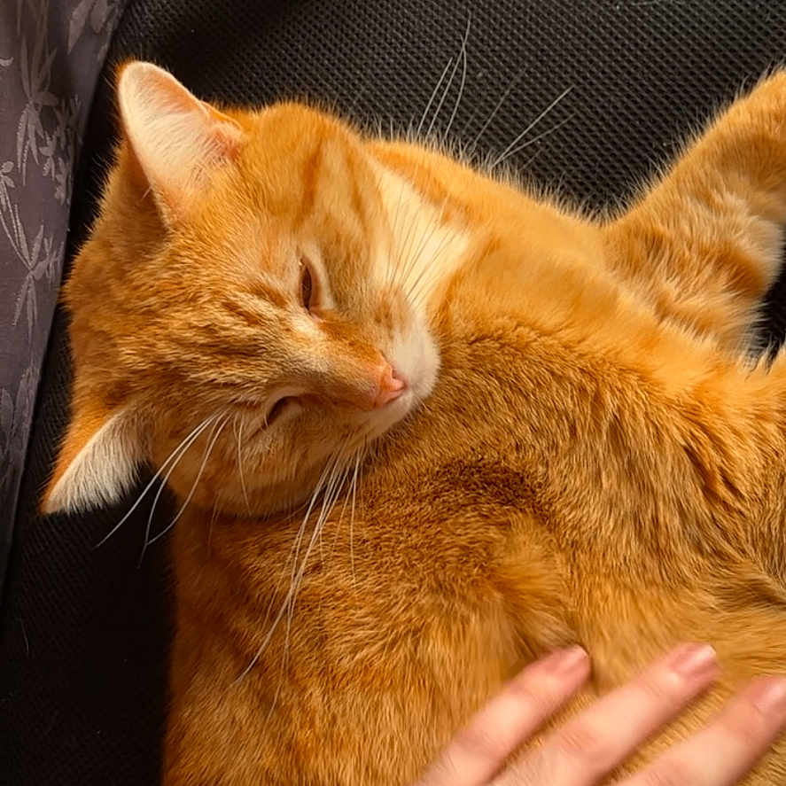 Sila participe au concours pour gagner de l'argent avec cette photo : abyssinian, animal, bodypart, canine, cat, computer, computerhardware, computerkeyboard, cushion, dog, electronics, finger, hand, hardware, homedecor, kitten, manx, person, pet, wrist