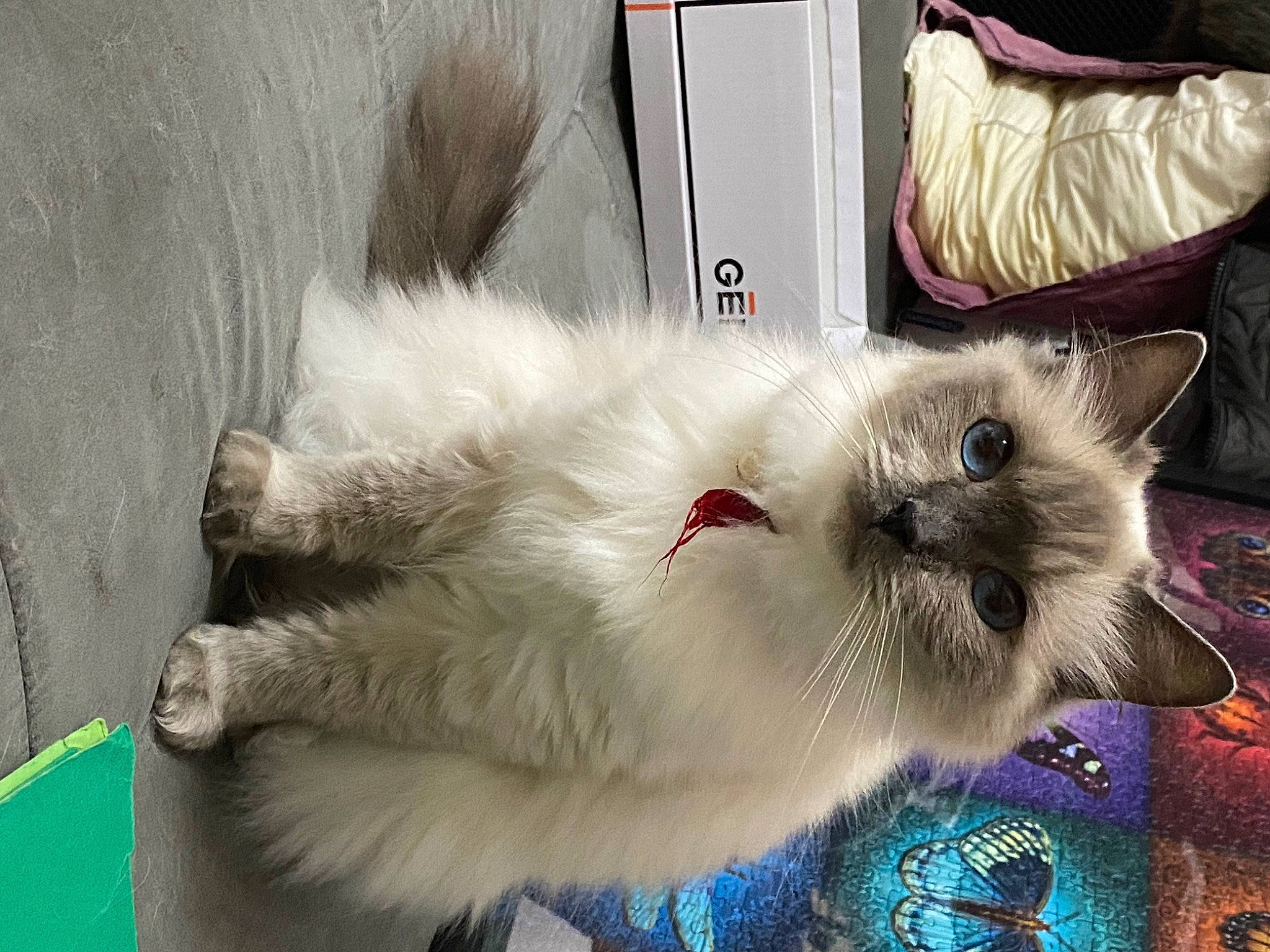 Méa participe au concours pour gagner de l'argent avec cette photo : balinese, british_longhair, carnivore, cat, claw, collar, companion_dog, fawn, felidae, fur, paw, persian, photo_caption, ragdoll, siamese, small_to_medium_sized_cats, snout, tail, thai, whiskers