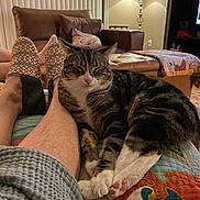 Toby is registered to the contest to win money with this photo: cat, tabby_cat, pet, sleepy, relaxed, crossed_paws, whiskers, pink_nose, striped_fur, white_paws, animal, indoor, living_room, couch, blanket, slippers, human_legs, cozy, lamp, home