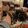 cat, tabby_cat, pet, sleepy, relaxed, crossed_paws, whiskers, pink_nose, striped_fur, white_paws, animal, indoor, living_room, couch, blanket, slippers, human_legs, cozy, lamp, home