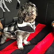 Niko is registered to the contest to win money with this photo: animal, black, blanket, coat, cozy, curious, cute, dog, fur, furry, indoor, jacket, pet, portrait, puppy, red, sitting, small_dog, striped, white