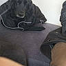 dog, black_dog, jacket, couch, indoor, relaxed, pet, animal, clothing, gray, black, seated, resting, home, furniture, canine, cozy, casual, sleepy, domestic