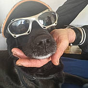 Kalie a rejoint le concours — aidez-le/la à gagner de superbes lots ! dog, black_dog, sunglasses, cap, hand, reflection, indoor, pet, face, closeup, animal, canine, resting, person, watch, casual, portrait, relaxed, accessory, leisure