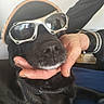dog, black_dog, sunglasses, cap, hand, reflection, indoor, pet, face, closeup, animal, canine, resting, person, watch, casual, portrait, relaxed, accessory, leisure