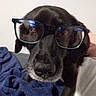 animal, black_dog, blanket, companion, cozy, curious, cute, dog, domestic_animal, eyewear, face, funny, fur, glasses, indoors, nose, pet, portrait, resting, whiskers