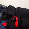 animal, black_dog, black_hoodie, blanket, blue_towel, canine, casual, cozy, cute, dog, home, hoodie, indoor, pet, portrait, red_drawstring, relaxed, resting, sleepy, towel