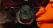 Kalie participe au concours pour gagner de l'argent avec cette photo : animal, black_dog, blanket, canine, comfort, cozy, cute, dog, ears, eyewear, face, fur, indoors, orange_blanket, pet, portrait, relaxed, resting, snout, sunglasses