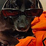 animal, black_dog, blanket, canine, comfort, cozy, cute, dog, ears, eyewear, face, fur, indoors, orange_blanket, pet, portrait, relaxed, resting, snout, sunglasses