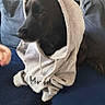 Kalie a rejoint le concours — aidez-le/la à gagner de superbes lots ! dog, black_dog, hoodie, clothing, pet, indoor, couch, blanket, fur, animal, sitting, relaxed, casual, portrait, cozy, domestic, cute, wearing_clothes, pet_clothing, resting