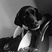 Kalie participe au concours pour gagner de l'argent avec cette photo : animal, black_and_white, black_dog, car_seat, comfort, curious, dog, ears, floor, fur, indoor, light, looking, monochrome, pet, portrait, relaxing, resting, shadow, wall