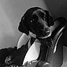 animal, black_and_white, black_dog, car_seat, comfort, curious, dog, ears, floor, fur, indoor, light, looking, monochrome, pet, portrait, relaxing, resting, shadow, wall