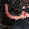 Kalie participe au concours pour gagner de l'argent avec cette photo : dog, black_dog, sunglasses, person, hand, indoor, casual_clothing, snack_bag, close_up, pet, animal, nose, face, affection, relaxation, humor, portrait, companion, cozy, seated