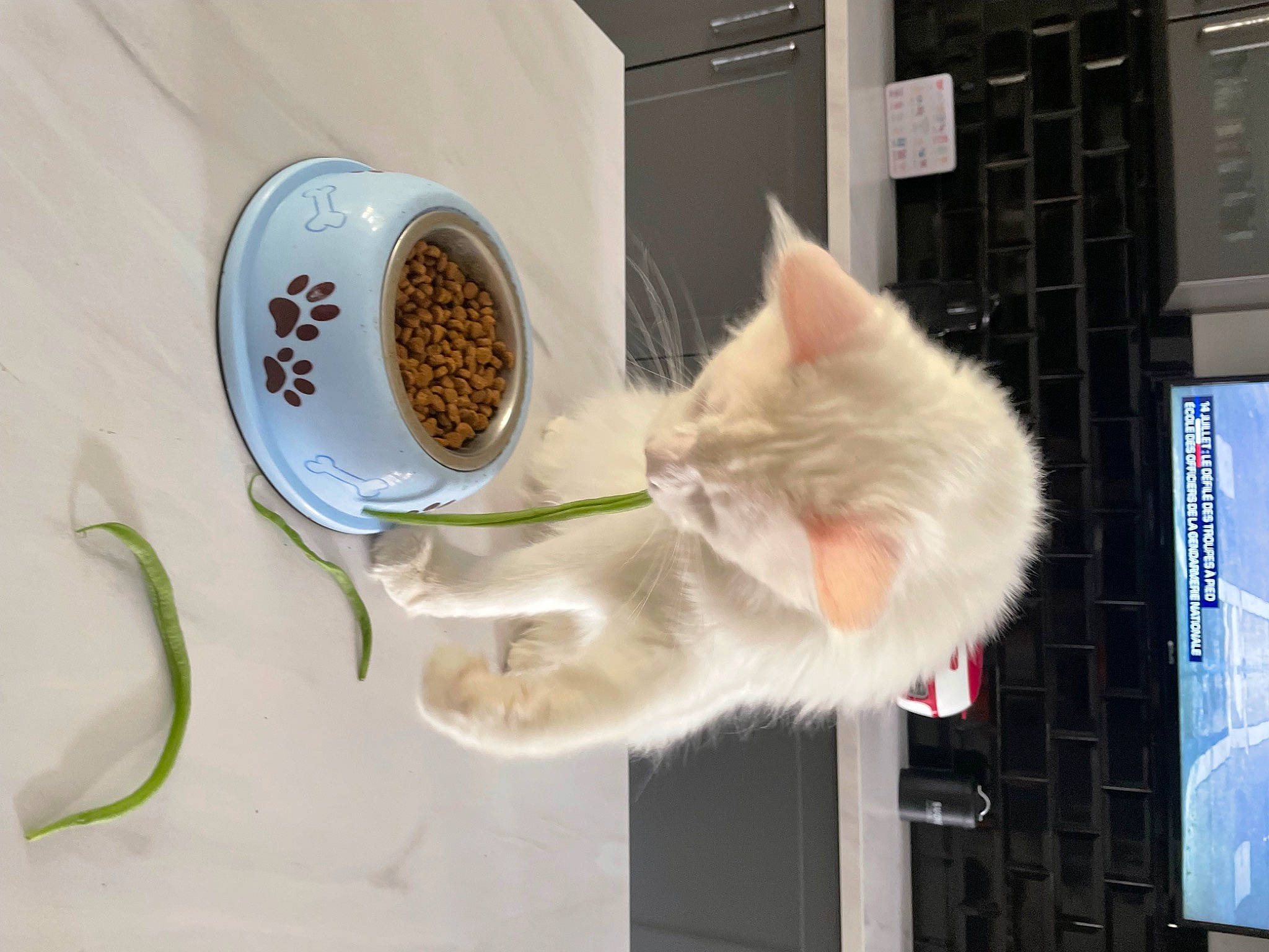 Rafiki participe au concours pour gagner de l'argent avec cette photo : carnivore, cat, cat_supply, cup, dishware, domestic_short_haired_cat, drinkware, felidae, fur, home_appliance, ingredient, kitchen_utensil, plate, room, serveware, shelf, small_to_medium_sized_cats, tableware, tail, whiskers