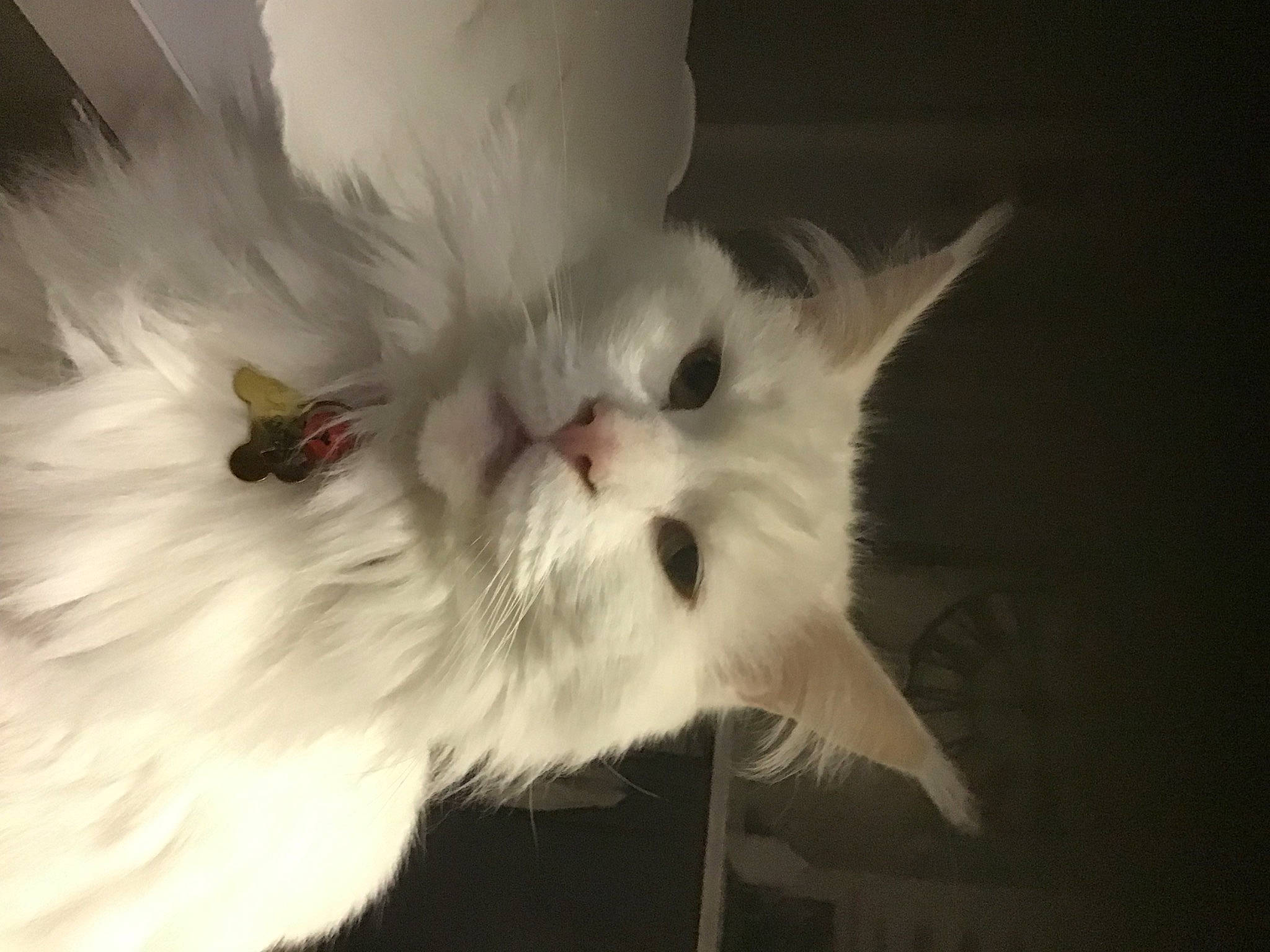 Rafiki a rejoint le concours — aidez-le/la à gagner de superbes lots ! carnivore, cat, coquelicot, darkness, felidae, flowering_plant, fruit, fur, macro_photography, paw, petal, plant, small_to_medium_sized_cats, snout, whiskers