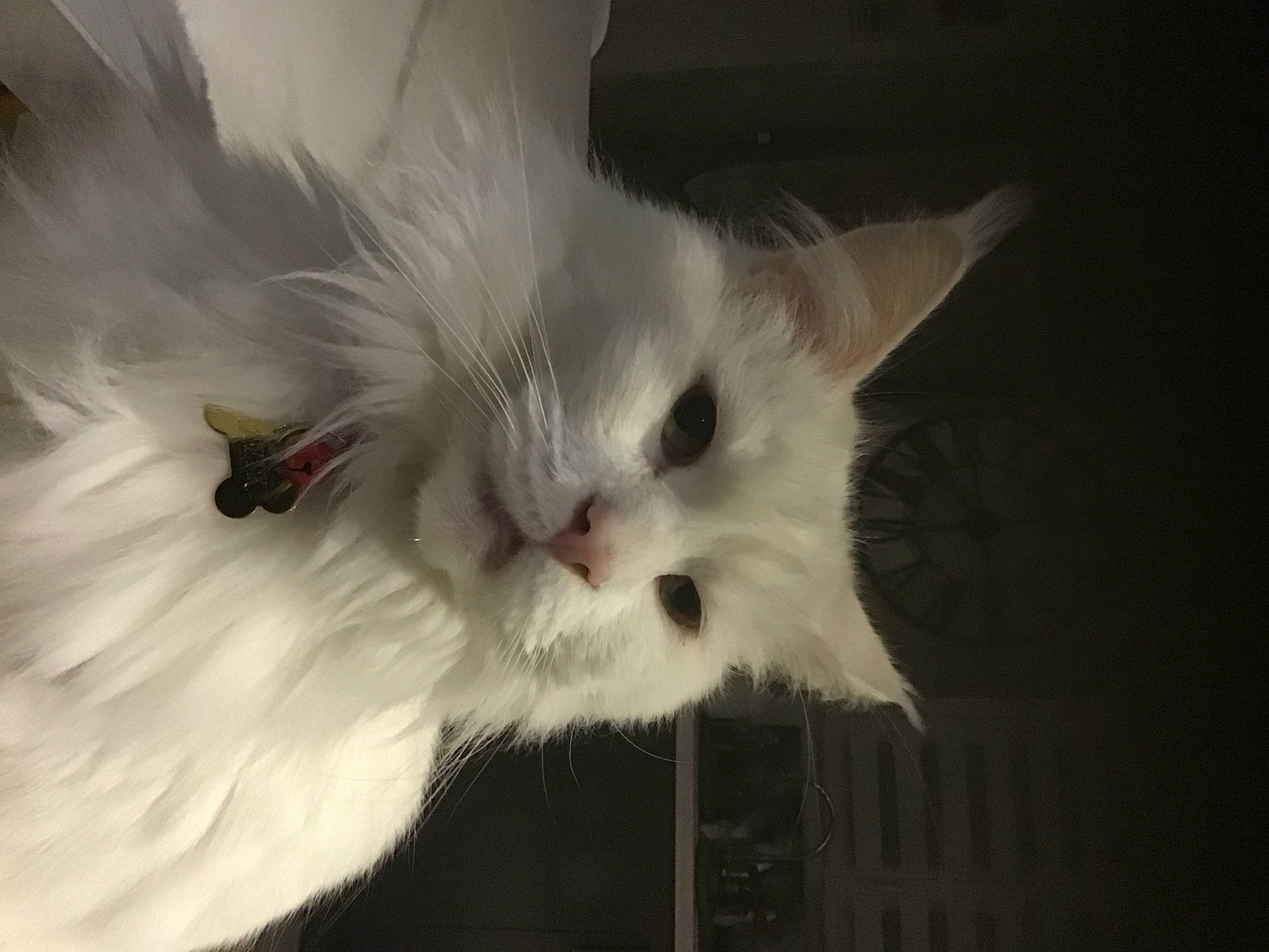 Rafiki participe au concours pour gagner de l'argent avec cette photo : carnivore, cat, eye, felidae, flowering_plant, fruit, fur, head, herbaceous_plant, macro_photography, natural_material, paw, petal, plant, small_to_medium_sized_cats, snout, tail, whiskers