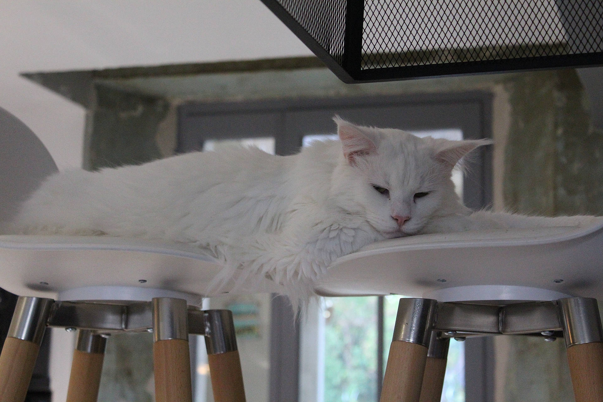 Rafiki a rejoint le concours — aidez-le/la à gagner de superbes lots ! automotive_exterior, automotive_lighting, carnivore, cat, ceiling, comfort, domestic_short_haired_cat, felidae, fur, mesh, metal, paw, room, small_to_medium_sized_cats, tail, tire, whiskers, window, wood