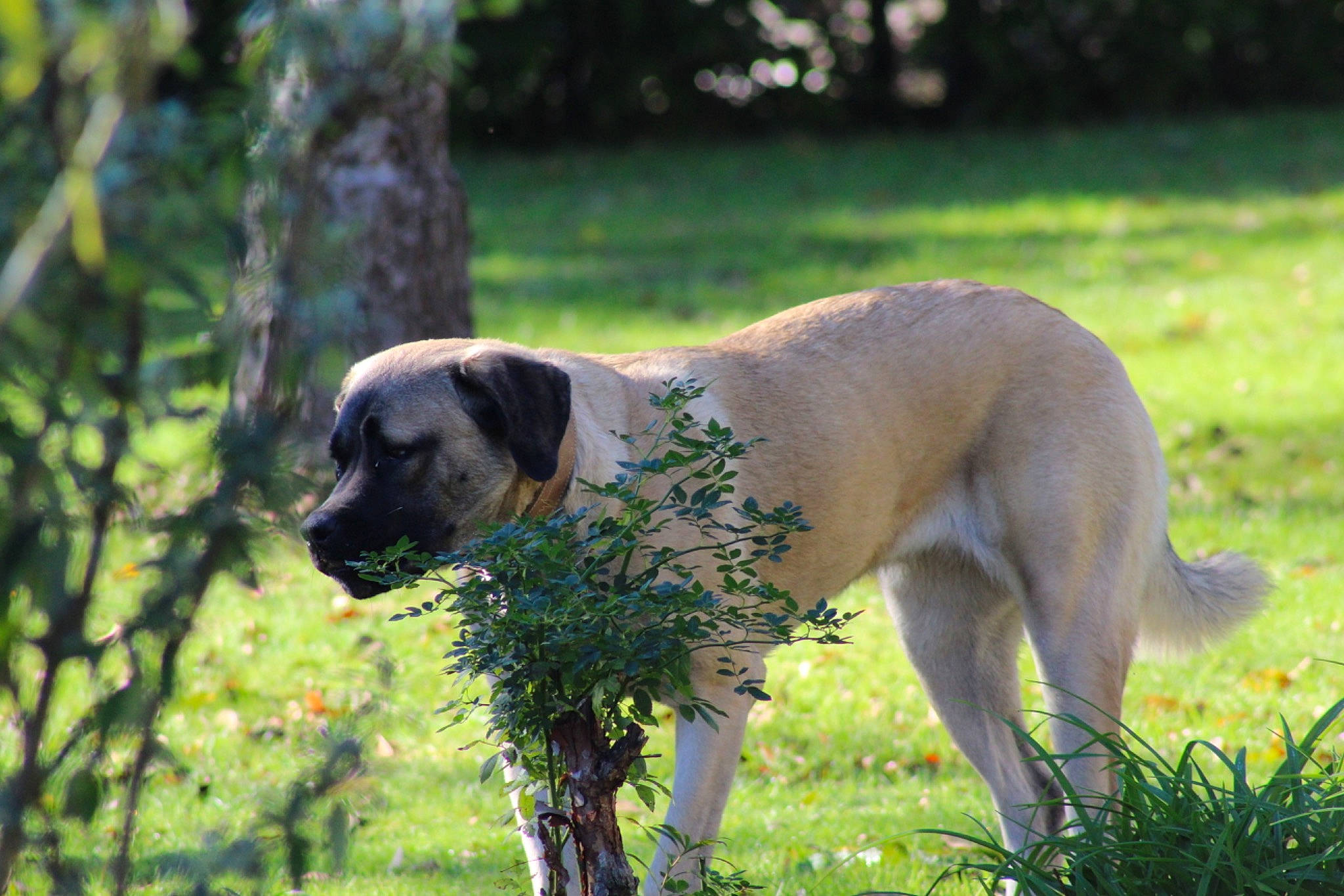 Sally a rejoint le concours — aidez-le/la à gagner de superbes lots ! ancient_dog_breeds, canidae, carnivore, companion_dog, dog, dog_breed, fawn, grass, gun_dog, hunting_dog, mammal, plant, snout, sporting_group, tail, terrestrial_animal, tree, wildlife, working_animal, working_dog