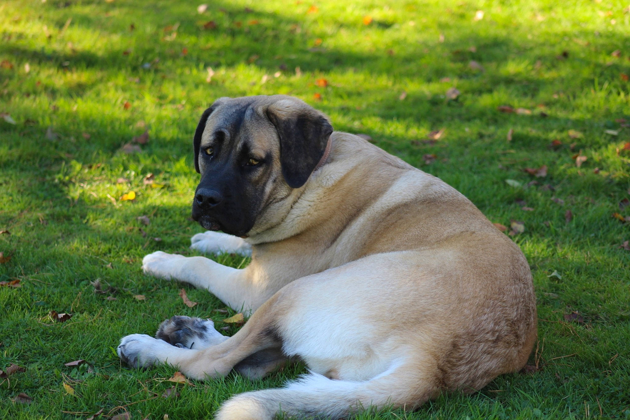 Sally a rejoint le concours — aidez-le/la à gagner de superbes lots ! carnivore, companion_dog, dog, dog_breed, fawn, garden, grass, grassland, groundcover, plant, sporting_group, tail, terrestrial_animal, working_animal, working_dog, wrinkle