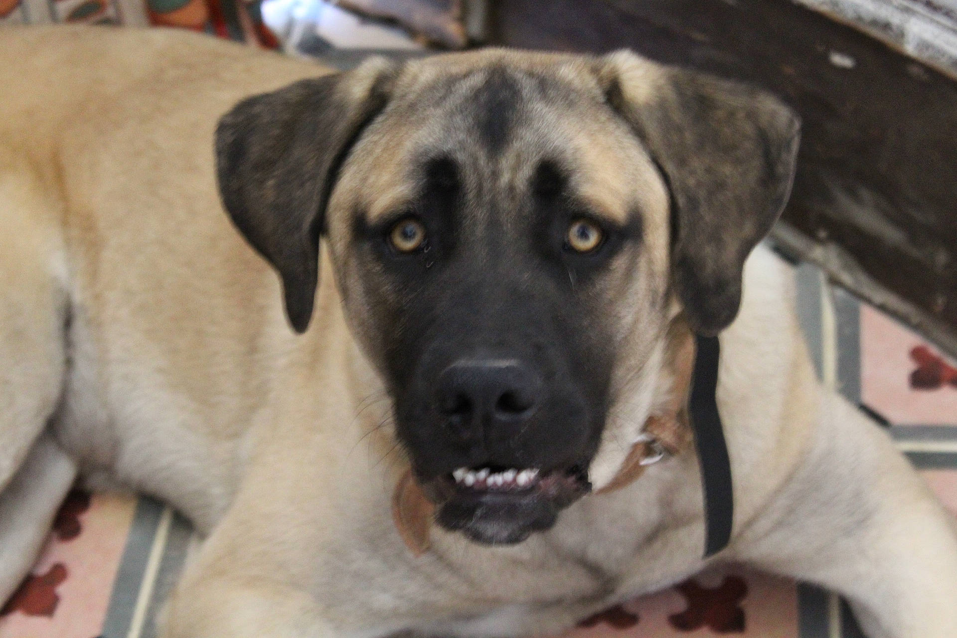 Sally a rejoint le concours — aidez-le/la à gagner de superbes lots ! ancient_dog_breeds, canidae, carnivore, collar, companion_dog, dog, dog_breed, dog_collar, fawn, fur, guard_dog, hunting_dog, puppy, snout, sporting_group, whiskers, working_dog