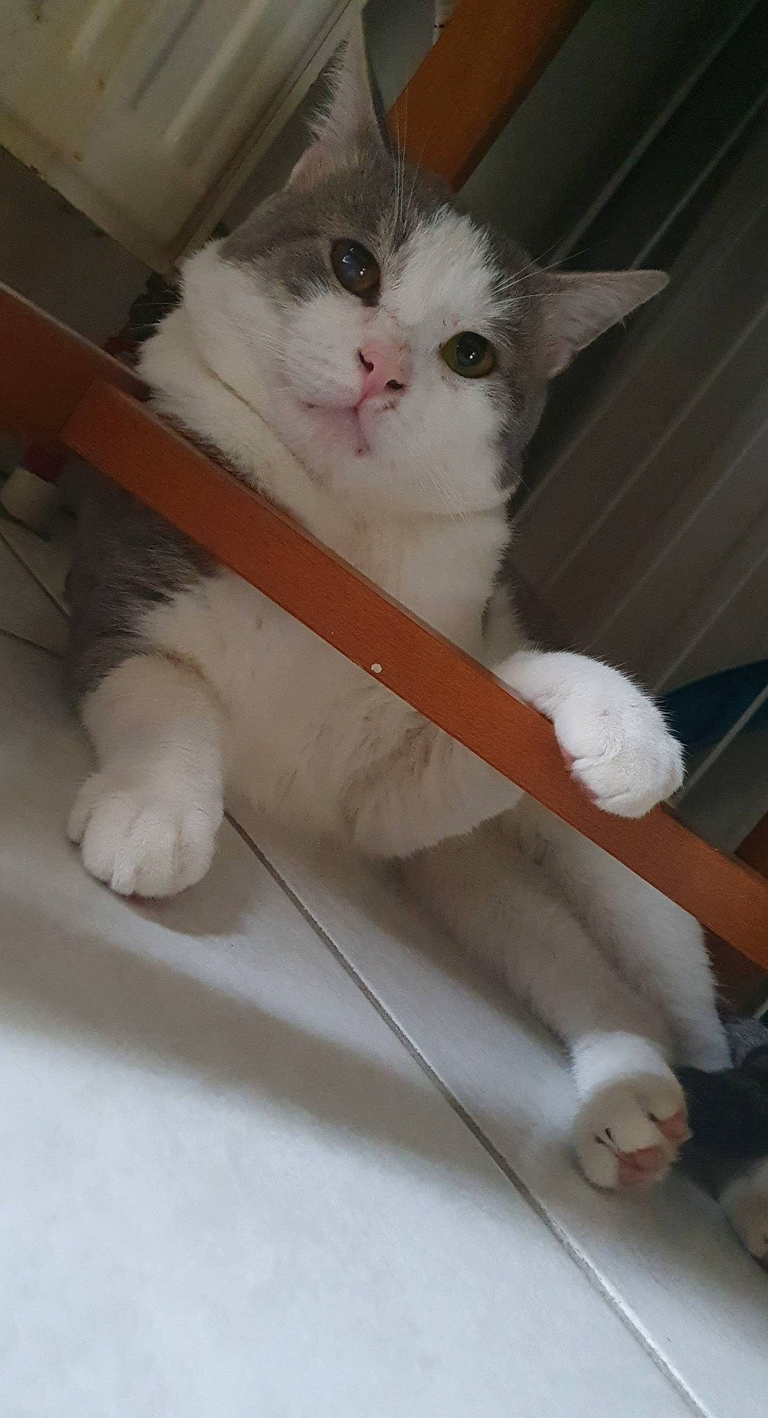 Pepsy a rejoint le concours — aidez-le/la à gagner de superbes lots ! british_semi_longhair, carnivore, cat, domestic_long_haired_cat, eye, fawn, felidae, kitten, mammal, napoleon_cat, norwegian_forest_cat, paw, persian, polydactyl_cat, ragamuffin, ragdoll, small_to_medium_sized_cats, turkish_angora, turkish_van, whiskers