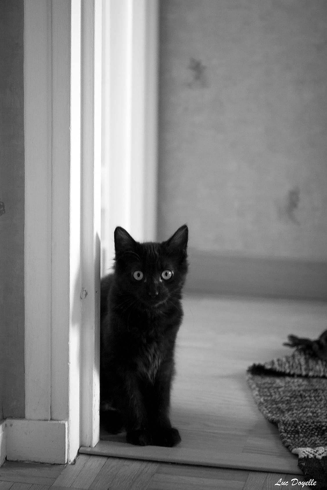 Camille a rejoint le concours — aidez-le/la à gagner de superbes lots ! asian, black, black_and_white, black_cat, carnivore, cat, domestic_short_haired_cat, eye, felidae, kitten, monochrome, monochrome_photography, photography, small_to_medium_sized_cats, snapshot, snout, stock_photography, whiskers, white, window