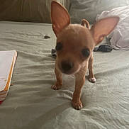 Chico joined the competition — help win amazing prizes! puppy, chihuahua, dog, bed, blanket, indoor, small_dog, pet, animal, curious, ears, fur, cute, domestic_animal, young, sleeping_area, sheet, not_focused, background, light