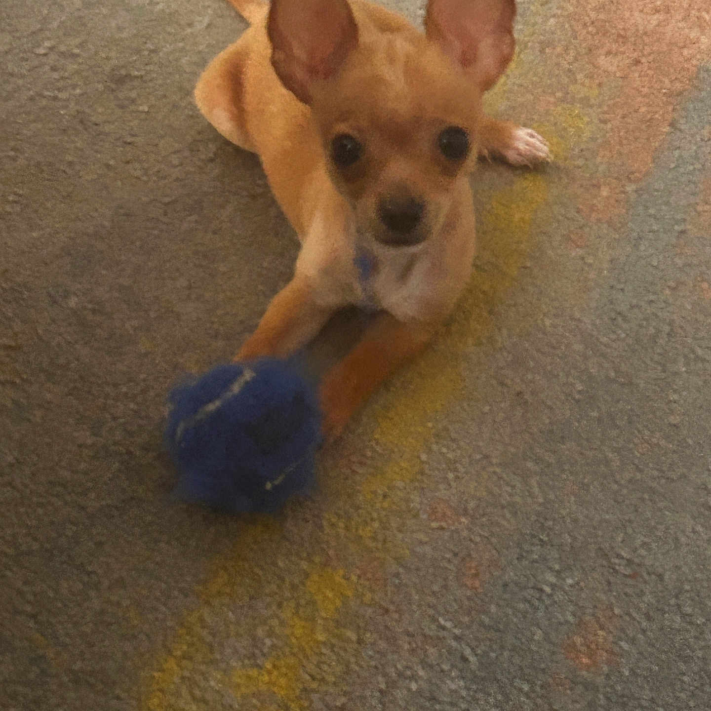 Chico joined the competition — help win amazing prizes! animal, ball, brown, carpet, chihuahua, companion, cute, dog, domestic_animal, ears, floor, furry, indoor, looking_up, pet, playing, puppy, small_dog, toy, young