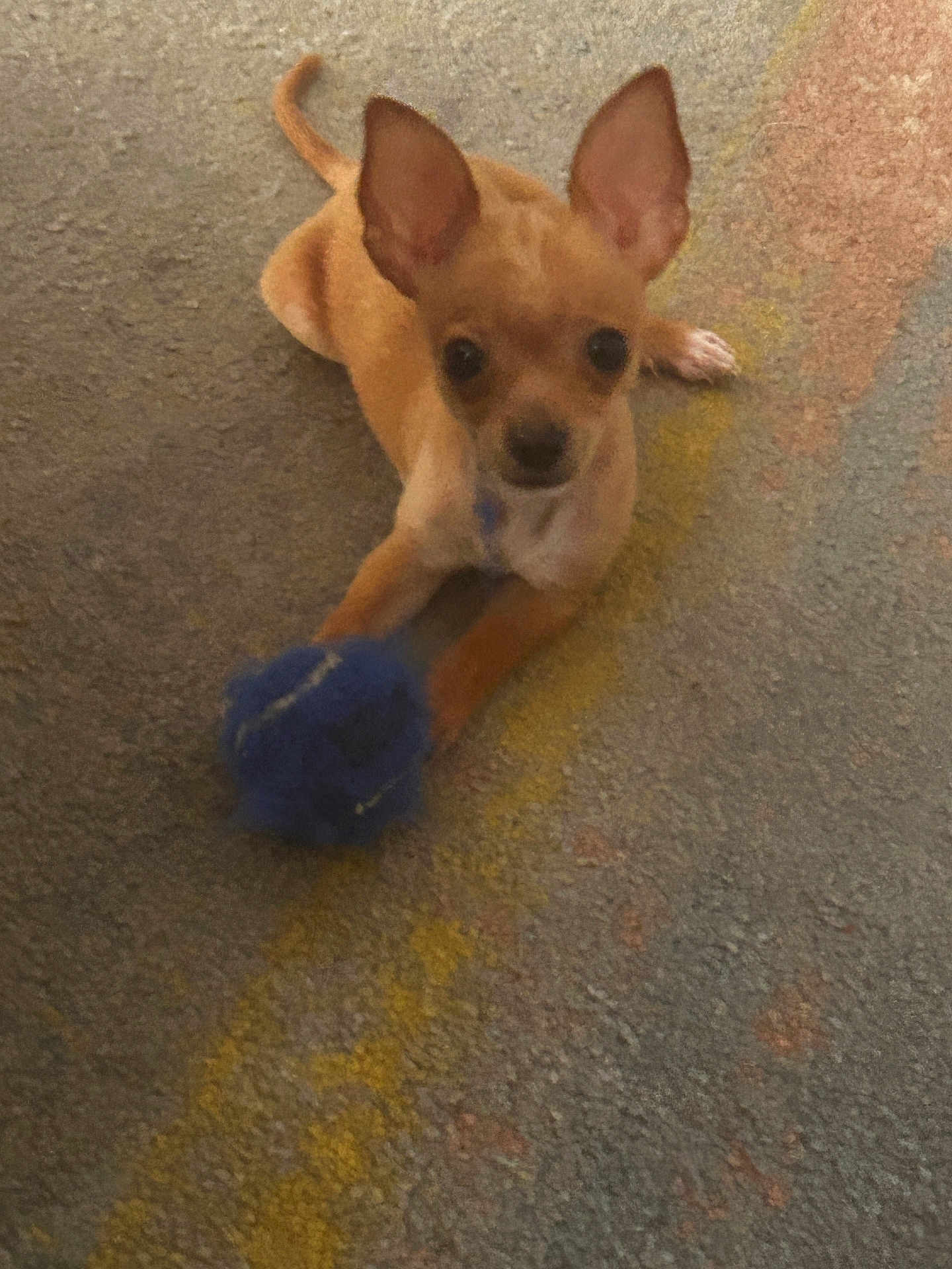 Chico
