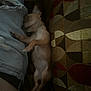 Chico joined the competition — help win amazing prizes! dog, sleeping, puppy, jeans, denim, couch, patterned_cushion, furniture, resting, cozy, indoor, small_dog, brown_dog, paw, pet, relaxed, closeup, side_view, animal, nap