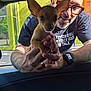 Chico is registered to the contest to win money with this photo: man, dog, chihuahua, puppy, glasses, tattoos, watch, car_window, hand, outdoor, daylight, smile, facial_hair, short_hair, tshirt, ring, building, green_wall, urban, closeup