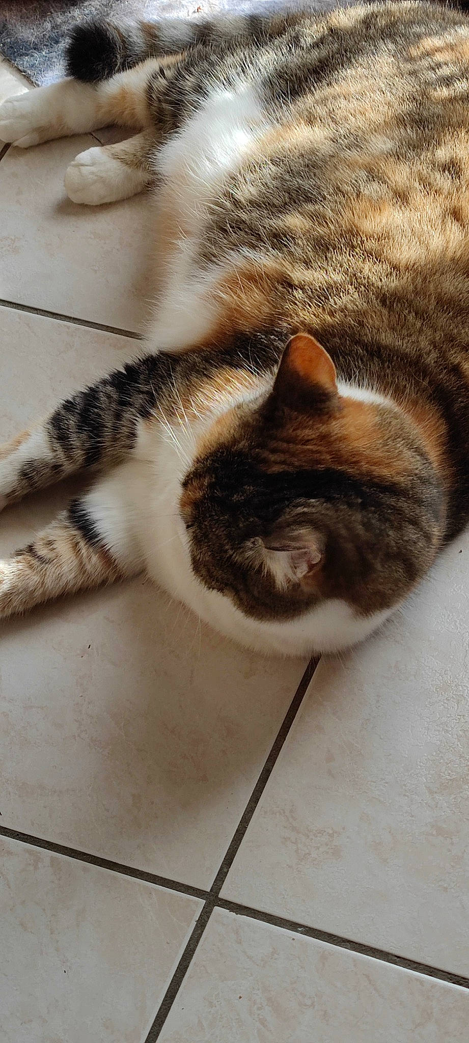 Flora participe au concours pour gagner de l'argent avec cette photo : carnivore, cat, claw, domestic_short_haired_cat, fawn, felidae, flooring, fur, leg, nap, paw, sand, sleep, small_to_medium_sized_cats, snout, tail, whiskers, wildlife, window, wood