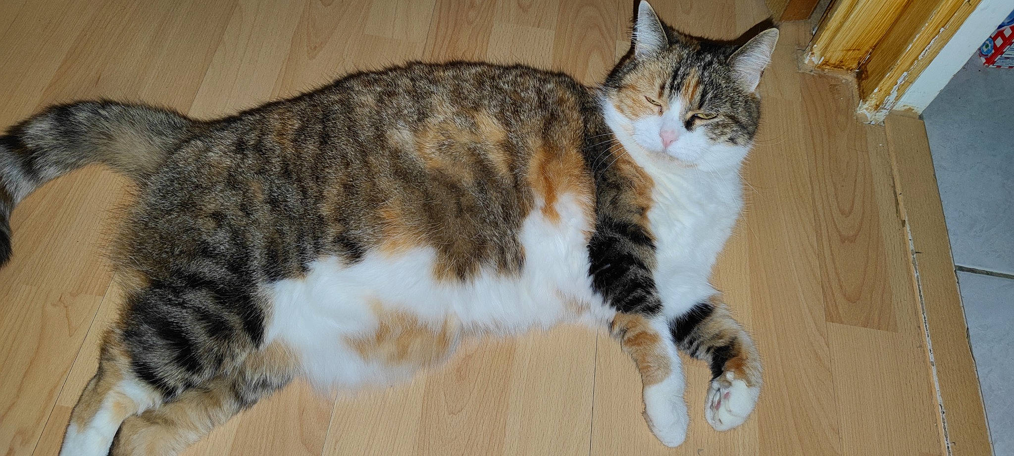 Flora participe au concours pour gagner de l'argent avec cette photo : carnivore, cat, claw, domestic_short_haired_cat, felidae, flooring, fur, hardwood, paw, small_to_medium_sized_cats, snout, tail, terrestrial_animal, whiskers, wood, wood_flooring