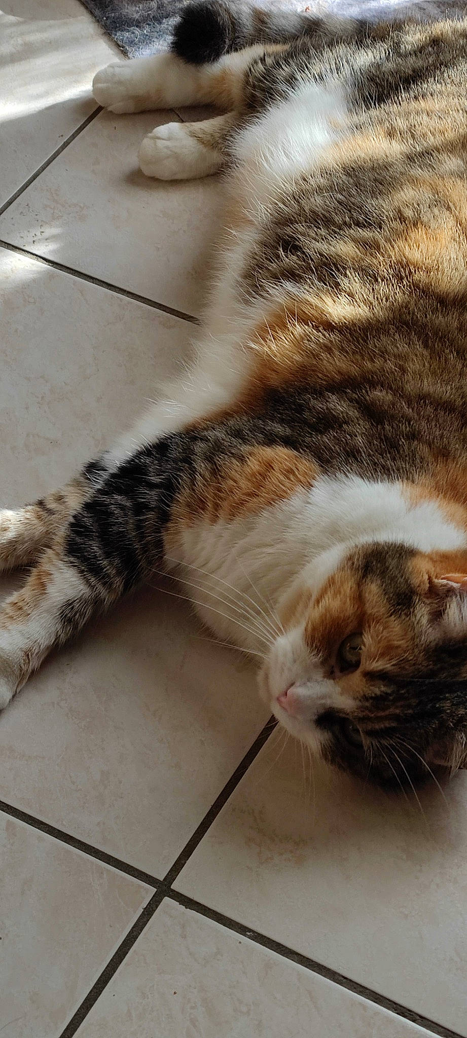 Flora participe au concours pour gagner de l'argent avec cette photo : carnivore, cat, claw, comfort, domestic_short_haired_cat, fawn, felidae, flooring, fur, nap, paw, sleep, small_to_medium_sized_cats, snout, tail, whiskers