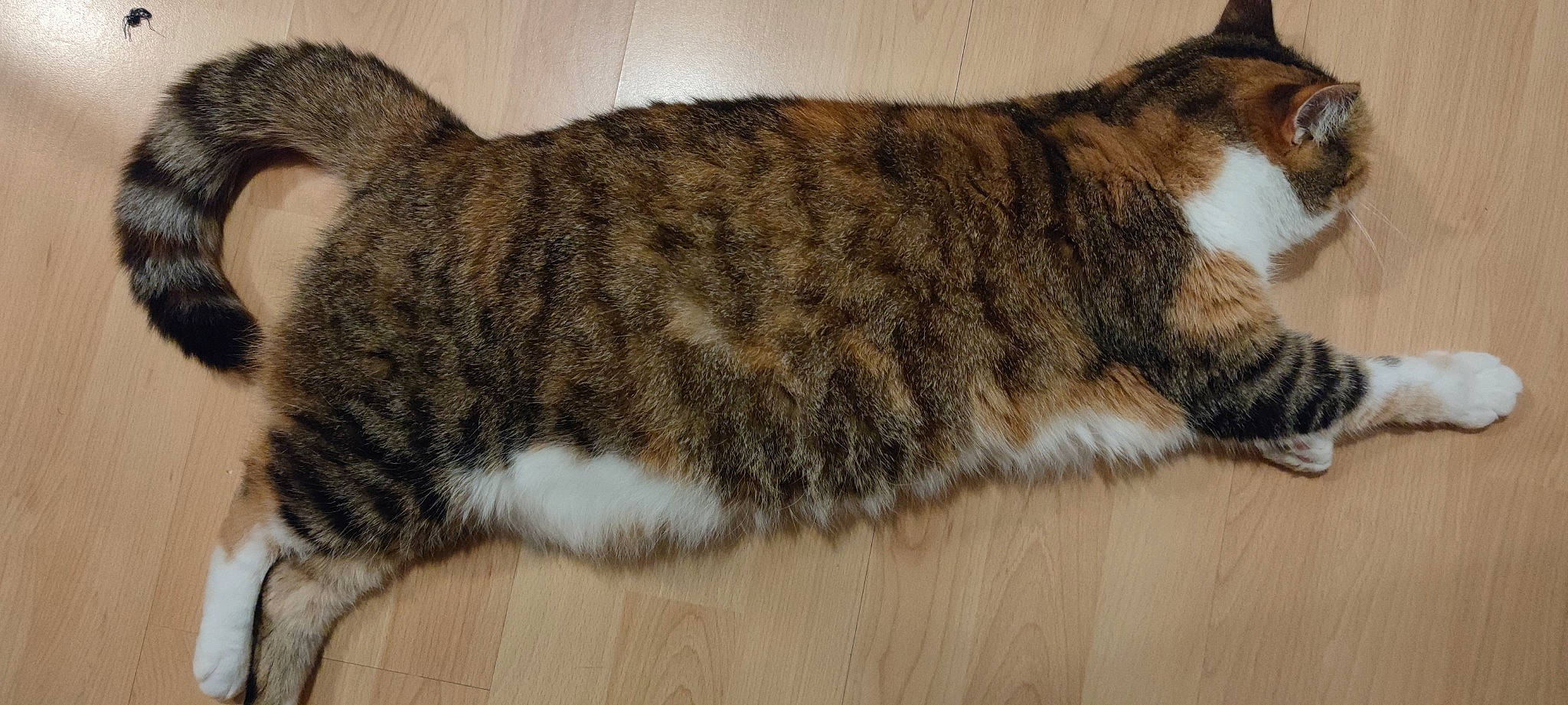 Flora a rejoint le concours — aidez-le/la à gagner de superbes lots ! carnivore, cat, claw, comfort, domestic_short_haired_cat, fawn, felidae, flooring, fur, hardwood, paw, small_to_medium_sized_cats, snout, tail, terrestrial_animal, whiskers, wood