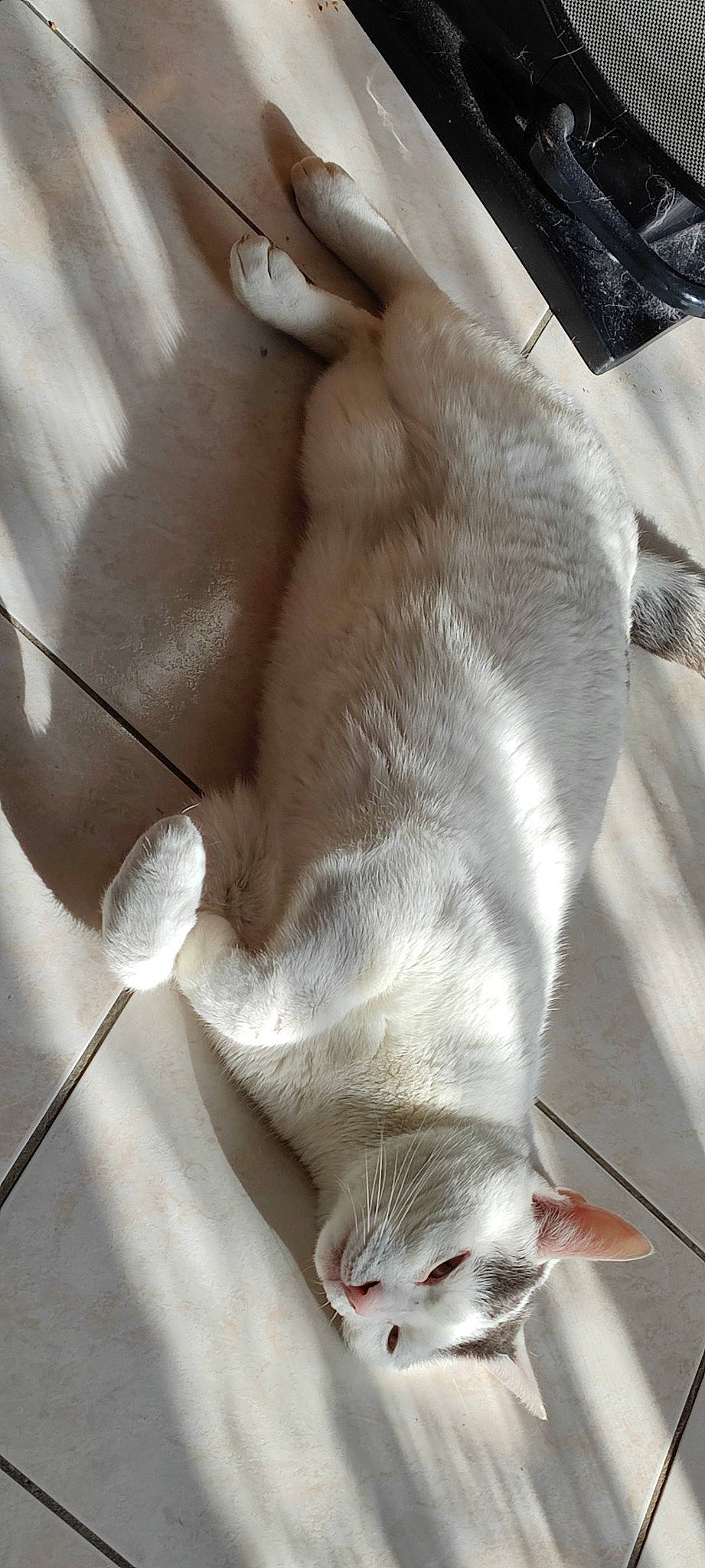 Tornade a rejoint le concours — aidez-le/la à gagner de superbes lots ! canidae, carnivore, cat, claw, comfort, companion_dog, dog_breed, domestic_short_haired_cat, fawn, felidae, fur, grey, non_sporting_group, paw, small_to_medium_sized_cats, snout, sporting_group, tail, whiskers, white