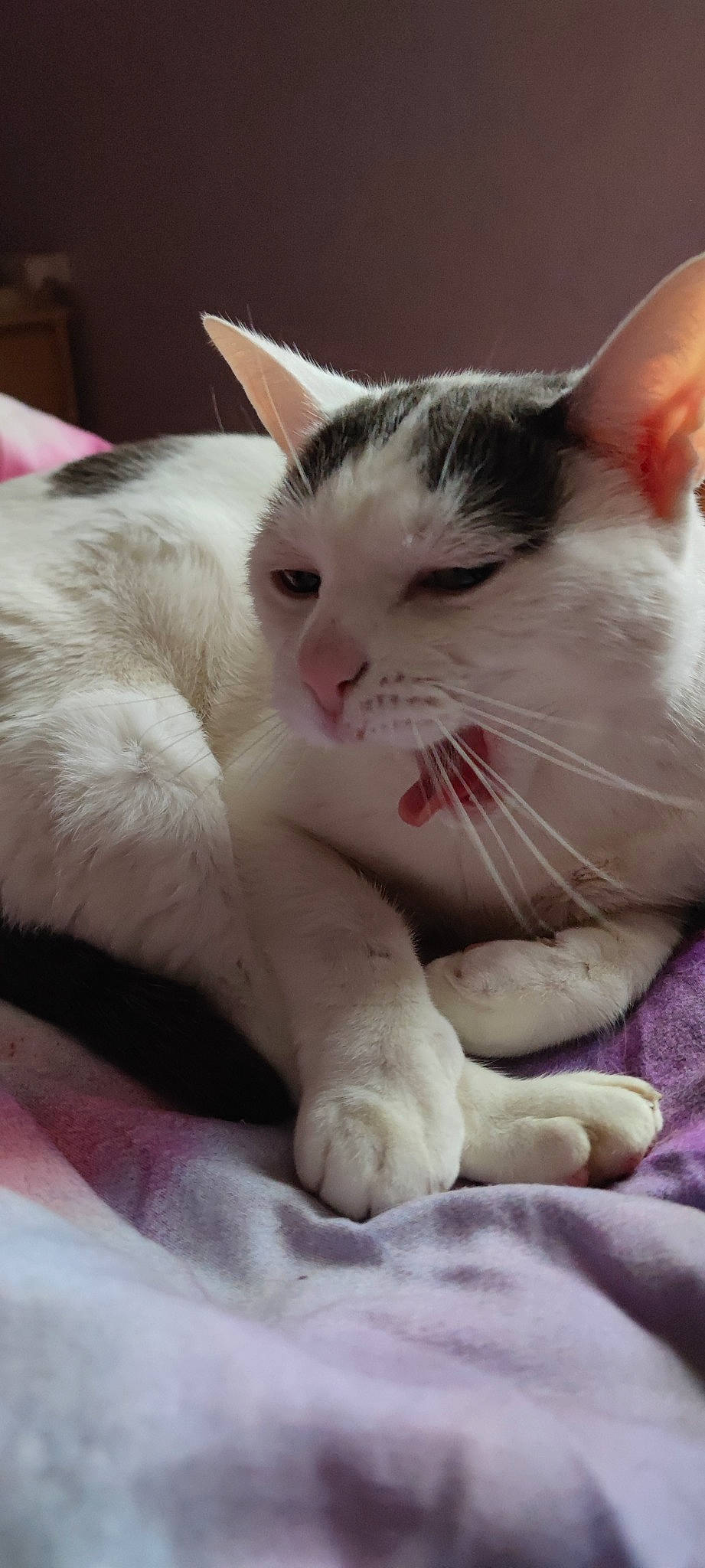 Tornade a rejoint le concours — aidez-le/la à gagner de superbes lots ! carnivore, cat, claw, comfort, domestic_short_haired_cat, felidae, foot, fur, human_leg, iris, nose, paw, small_to_medium_sized_cats, snout, tail, whiskers