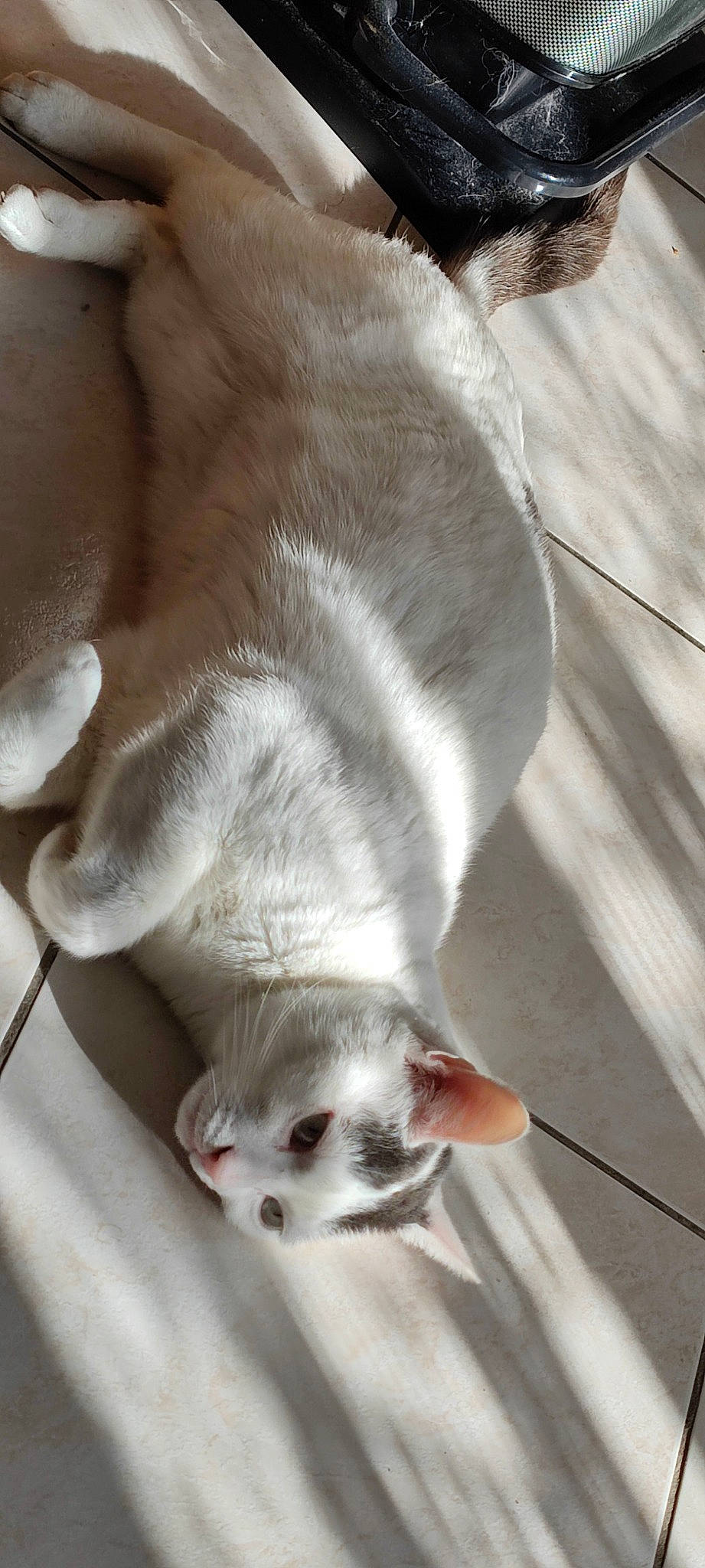 Tornade participe au concours pour gagner de l'argent avec cette photo : canidae, carnivore, cat, claw, comfort, companion_dog, dog_breed, domestic_short_haired_cat, ear, fawn, felidae, flooring, fur, grey, paw, small_to_medium_sized_cats, snout, sporting_group, tail, whiskers