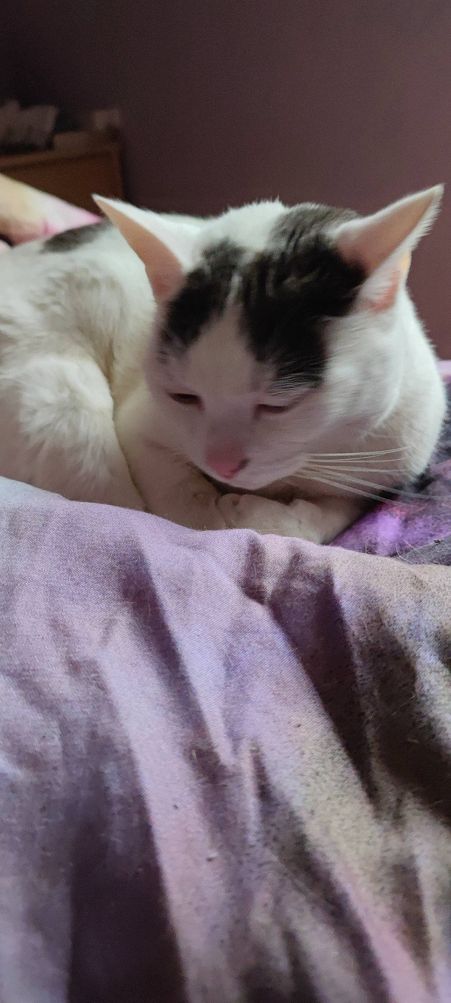 Tornade participe au concours pour gagner de l'argent avec cette photo : carmine, carnivore, cat, comfort, domestic_short_haired_cat, felidae, fur, linens, nap, paw, sleep, small_to_medium_sized_cats, snout, tail, whiskers