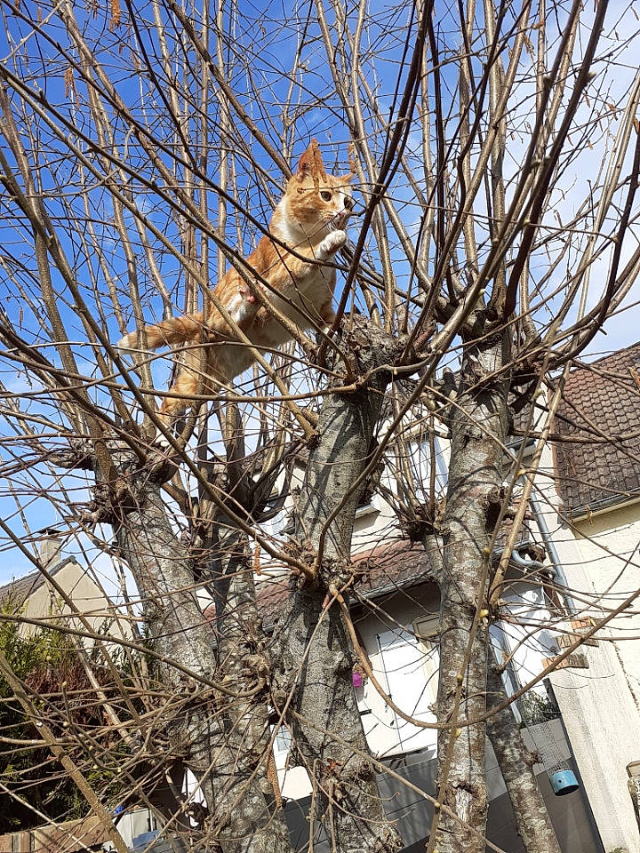 Minouche a rejoint le concours — aidez-le/la à gagner de superbes lots ! branch, building, daytime, electrical_supply, electricity, facade, felidae, overhead_power_line, plant, pole, public_utility, sky, spring, tree, trunk, twig, winter, wire, wood, woody_plant