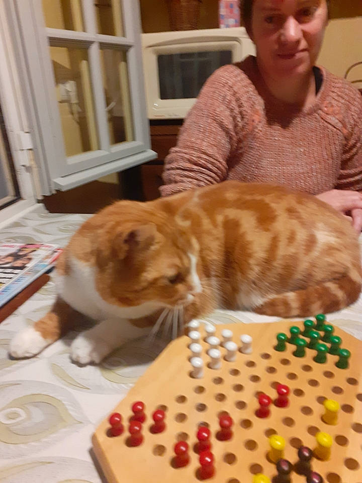 Minouche participe au concours pour gagner de l'argent avec cette photo : carnivore, cat, comfort_food, companion_dog, dessert, domestic_short_haired_cat, door, fawn, felidae, fur, ingredient, kuchen, plate, small_to_medium_sized_cats, smile, sugar_cake, tableware, textile, whiskers, wood