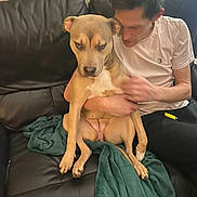 Bella is registered to the contest to win money with this photo: dog, person, couch, blanket, indoor, pet, animal, leather, sitting, white_tshirt, brown_dog, human_hand, furniture, relaxed, companion, looking_at_camera, casual, home, friendship, comfort