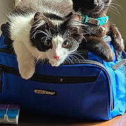 Opal Pearl joined the competition — help win amazing prizes! animal, bag, bell, black_and_white_cat, black_cat, blue_bag, cat, chair, collar, curious, cute, domestic, feline, fur, indoor, kitten, pet, resting, whiskers, wooden_table