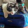 animal, bag, bell, black_and_white_cat, black_cat, blue_bag, cat, chair, collar, curious, cute, domestic, feline, fur, indoor, kitten, pet, resting, whiskers, wooden_table