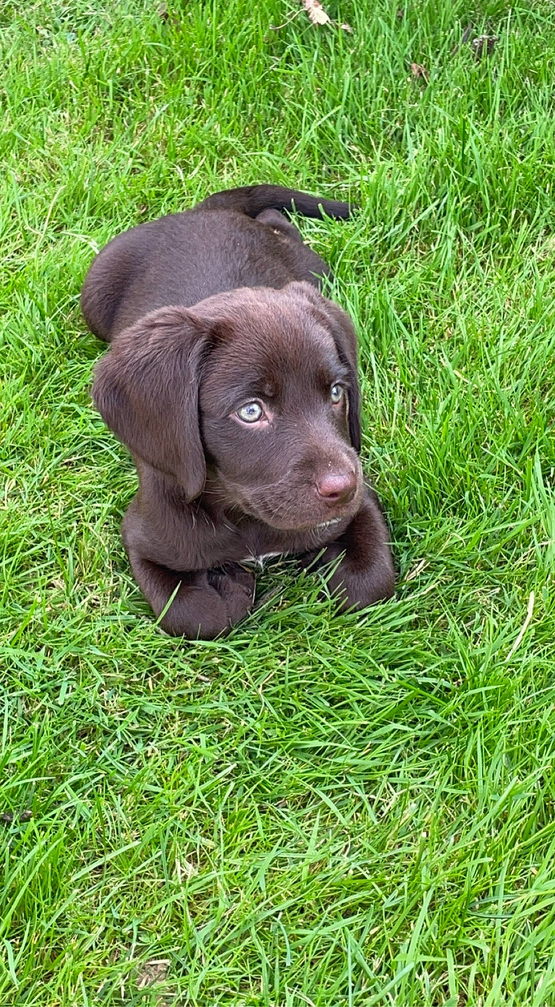 Layka participe au concours pour gagner de l'argent avec cette photo : borador, canidae, carnivore, companion_dog, dog, dog_breed, dog_collar, fawn, fur, grass, groundcover, gun_dog, liver, plant, pointing_breed, snout, sporting_group, terrestrial_animal, whiskers, working_animal